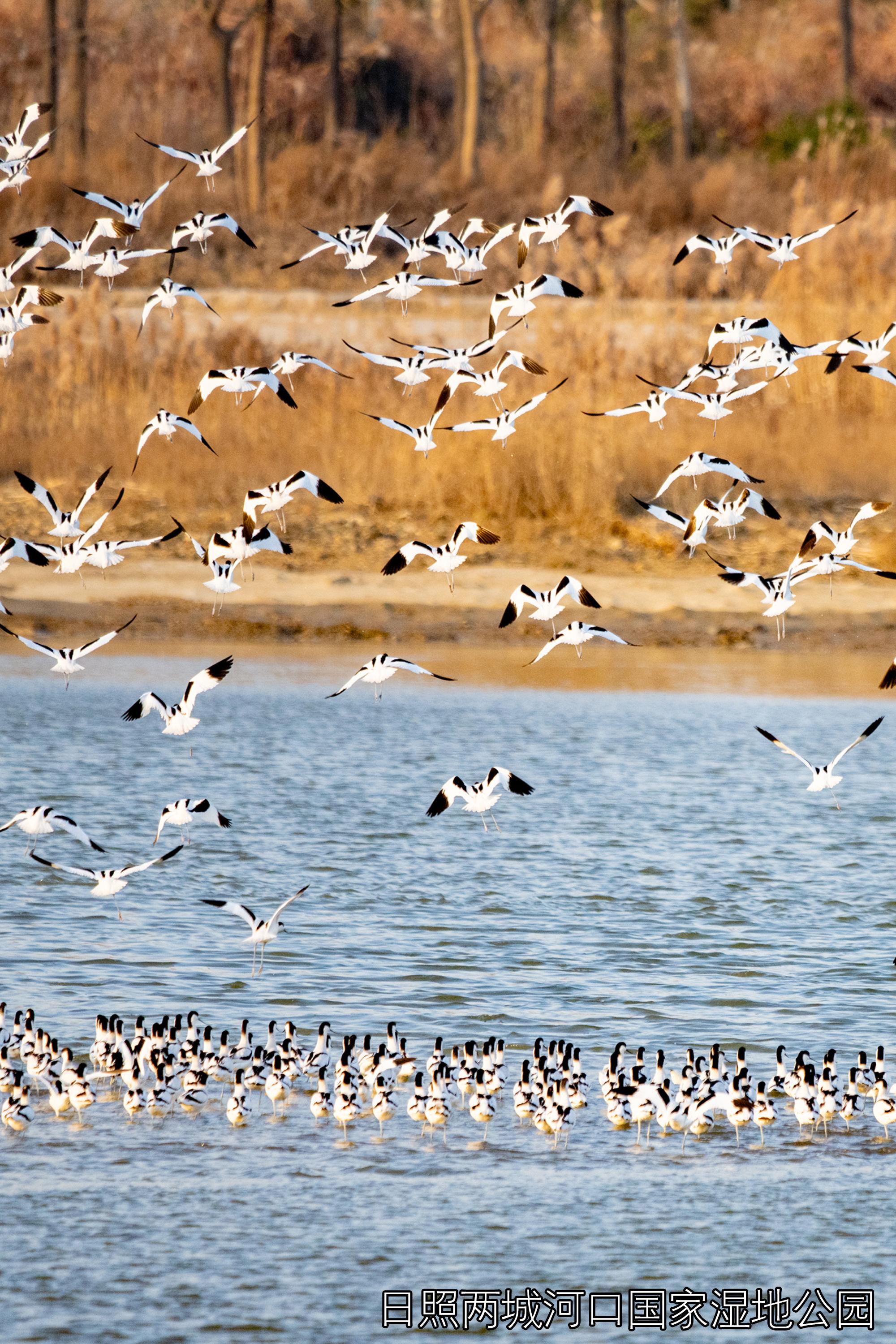 經(jīng)山歷海 · 美圖日照 |羽眷清漪